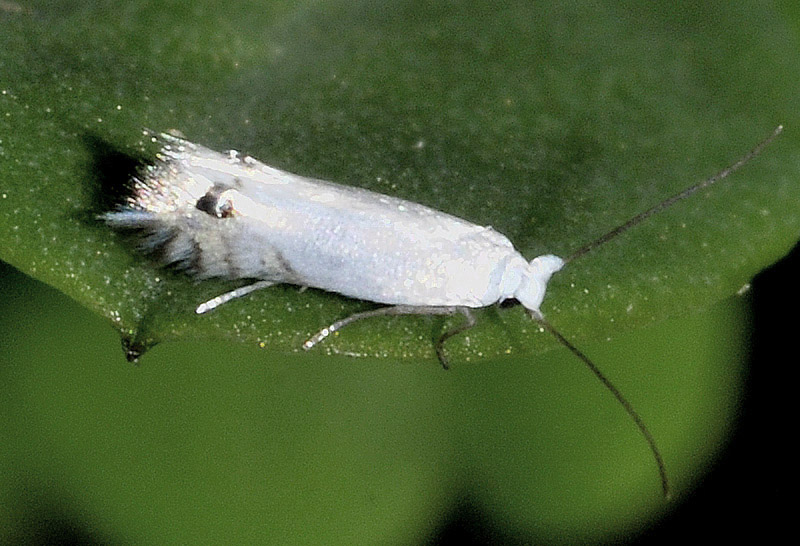 Lyonetiidae - Leucoptera spartifoliella